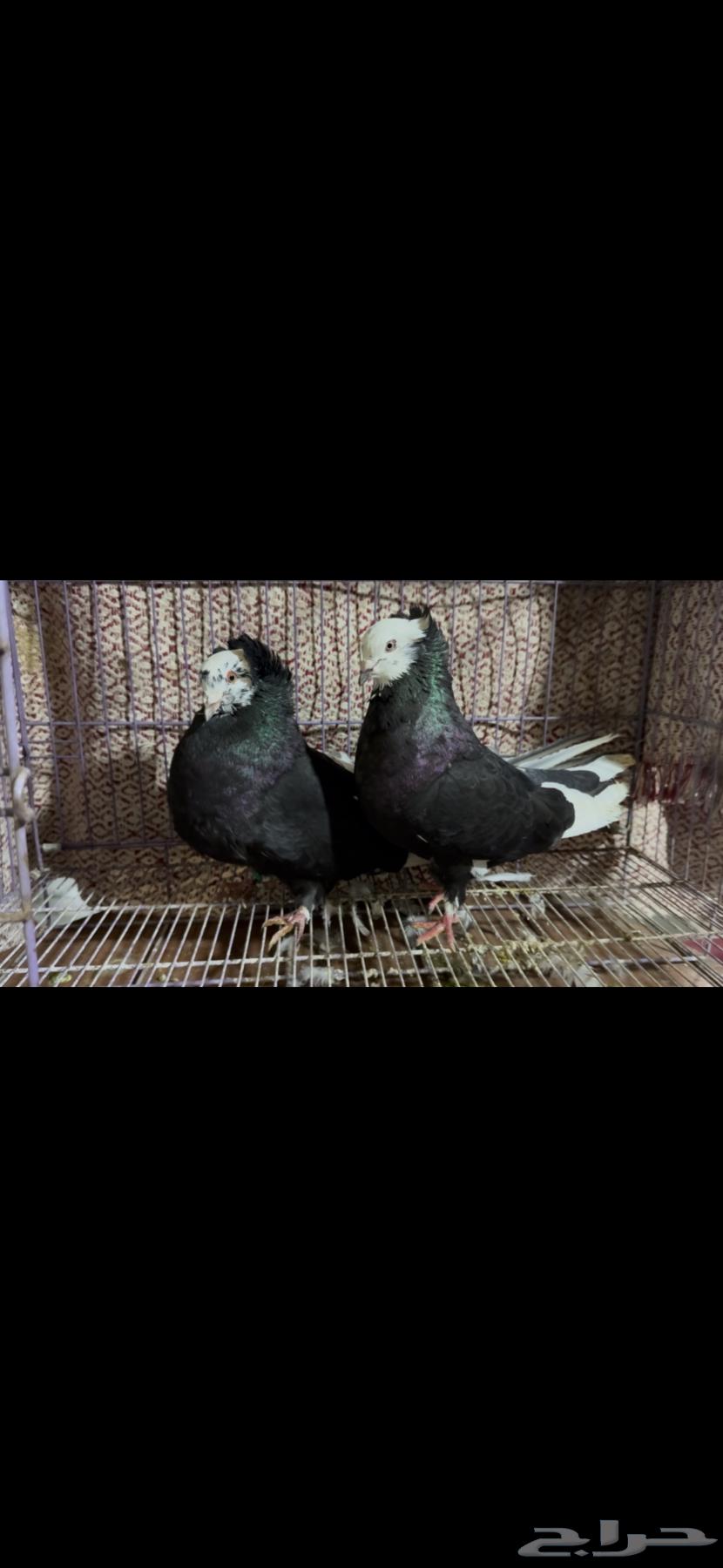 For sale: Egyptian and Maltese pigeon pair63158080194689114