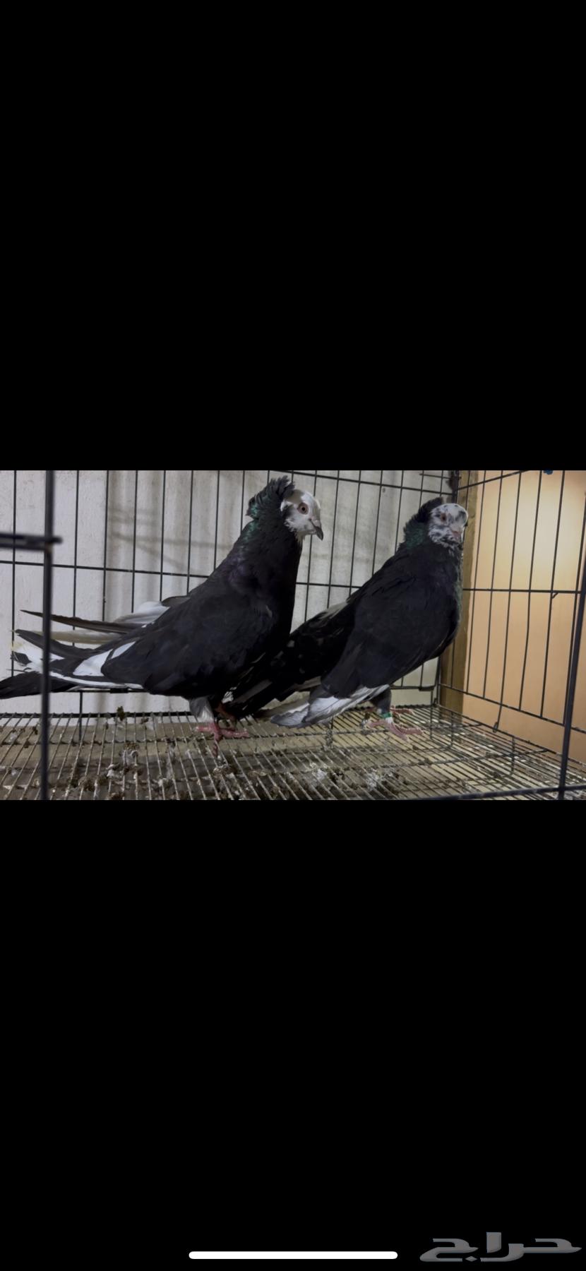 For sale: Egyptian and Maltese pigeon pair63158080194689111