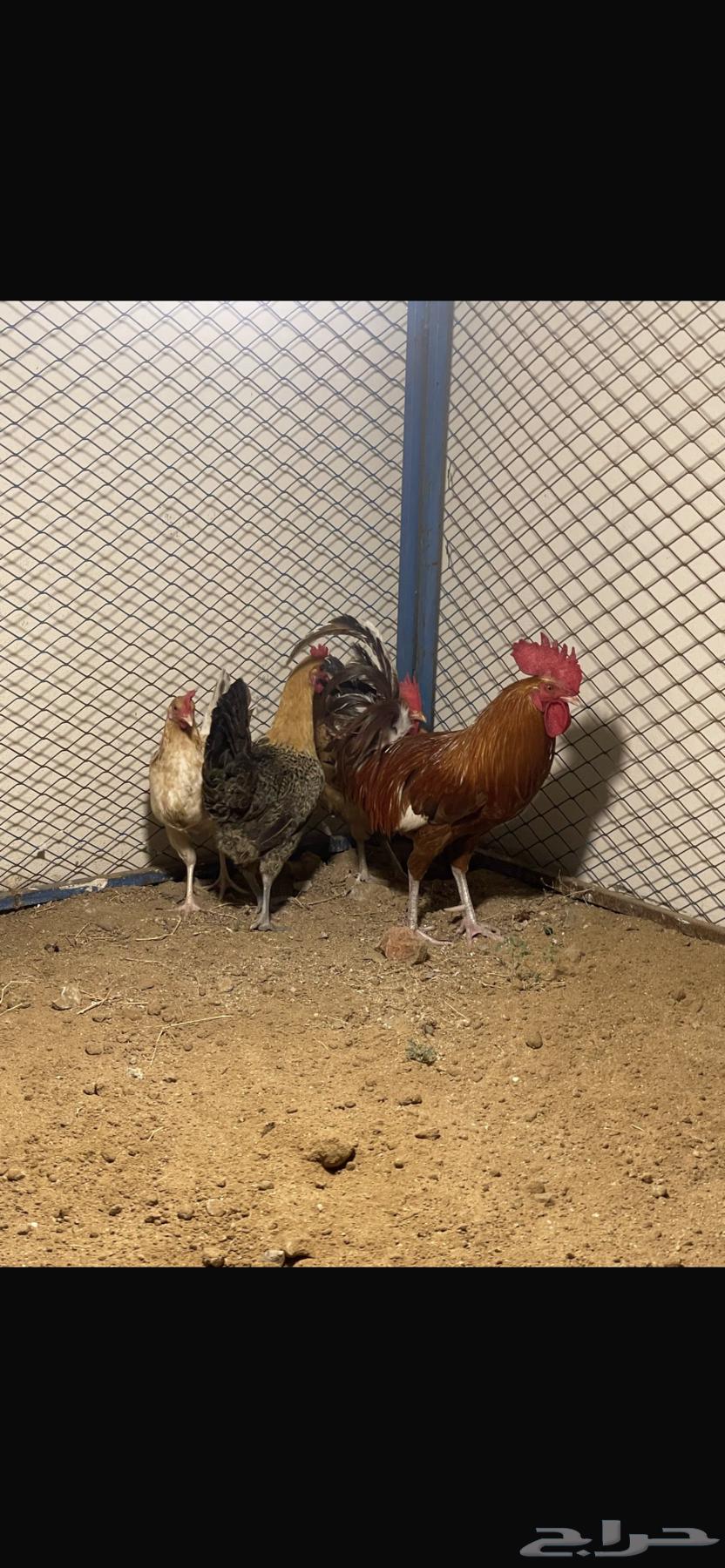 Local chicken has been sold63157626999938113