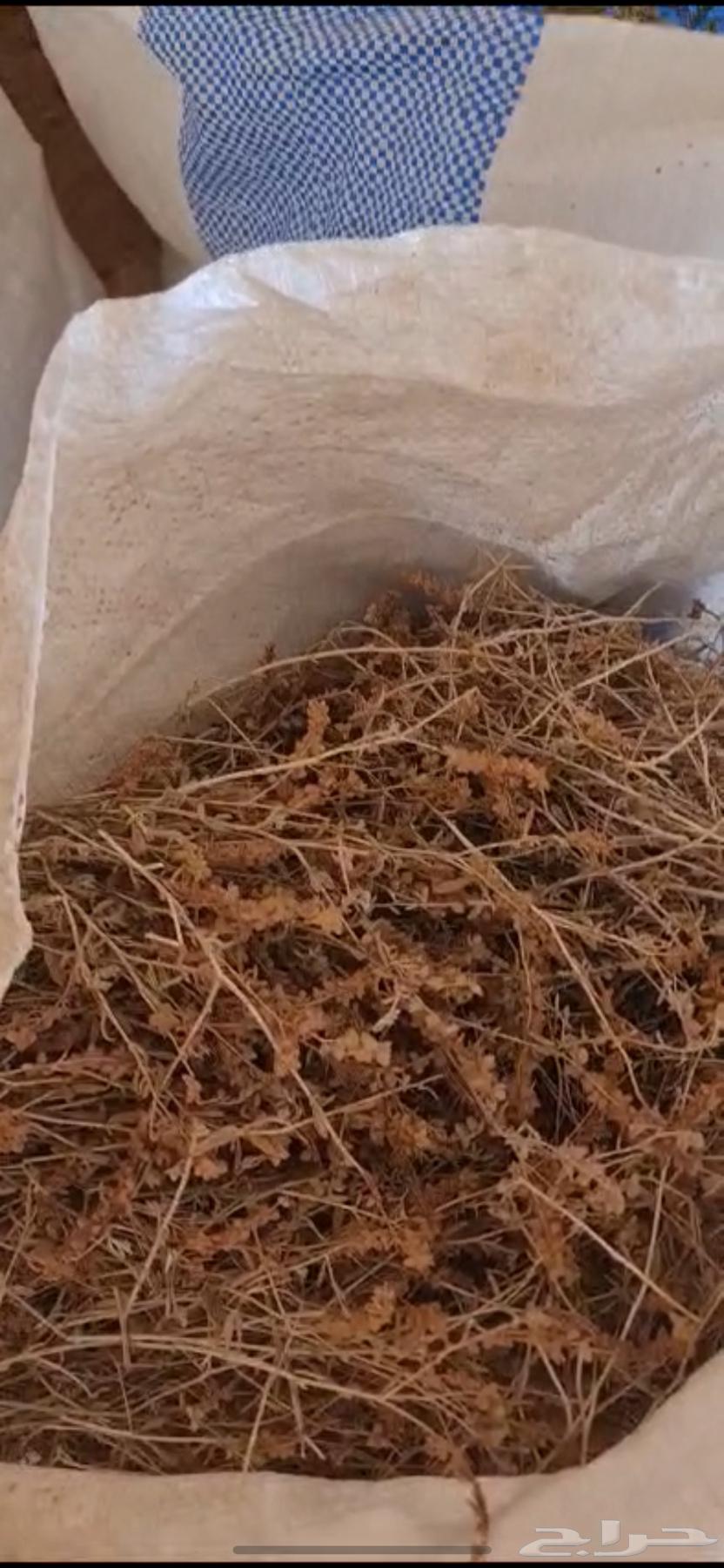 Raqrouq seeds production 1446H63157215803266111
