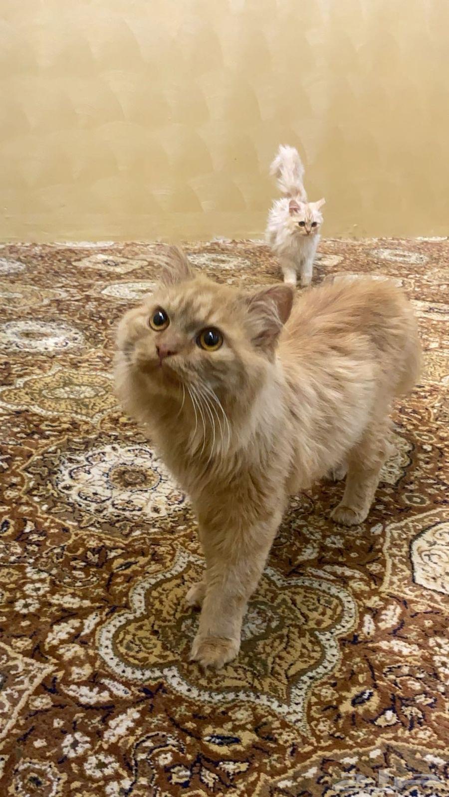 Cats for sale631572118269451121
