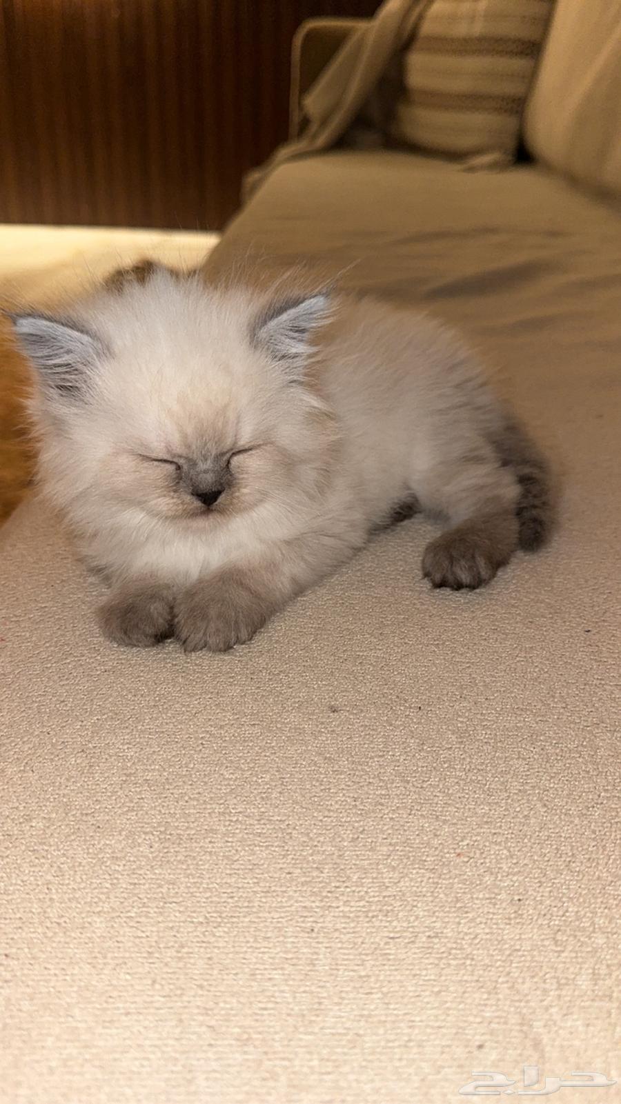 Himalayan cat for sale63154369623298111