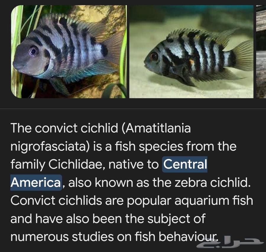 Convict cichlid fish from the American cichlid family for sale63188397769345111