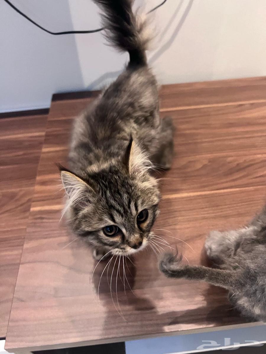 Cats63155758384641113