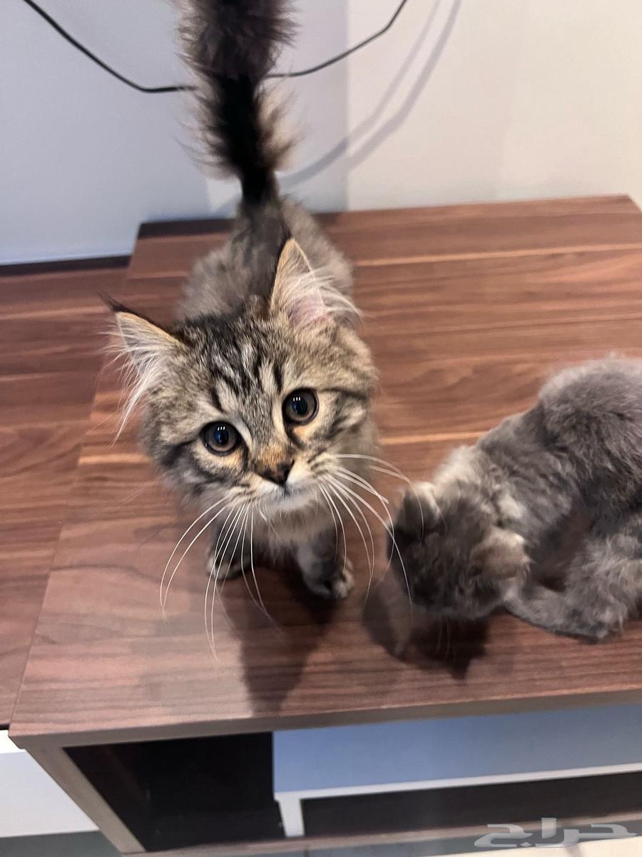 Cats63155758384641111