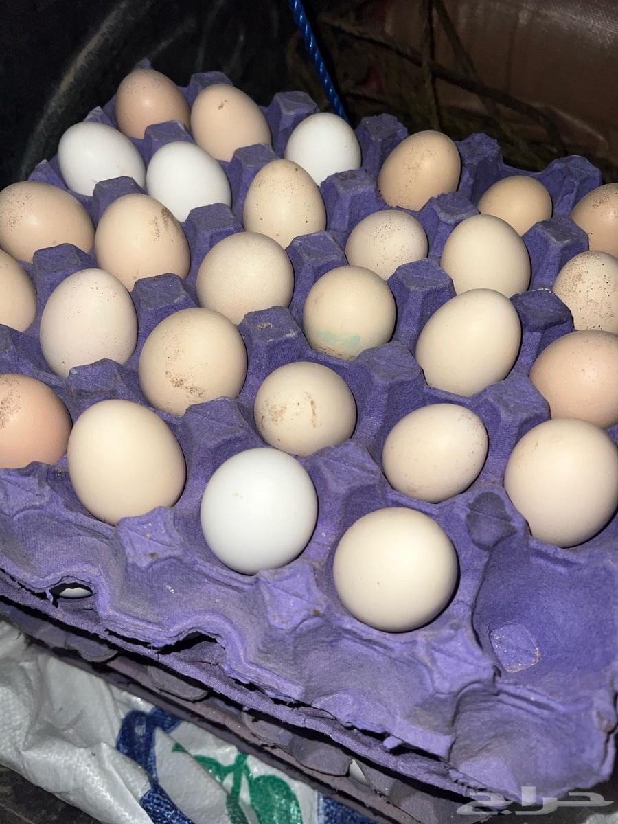 Pakistani eggs and shampoo63157658740739114