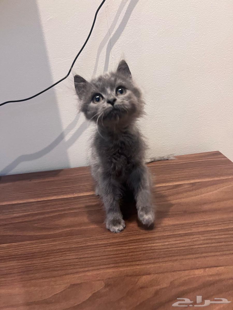 Cats63155758384641112