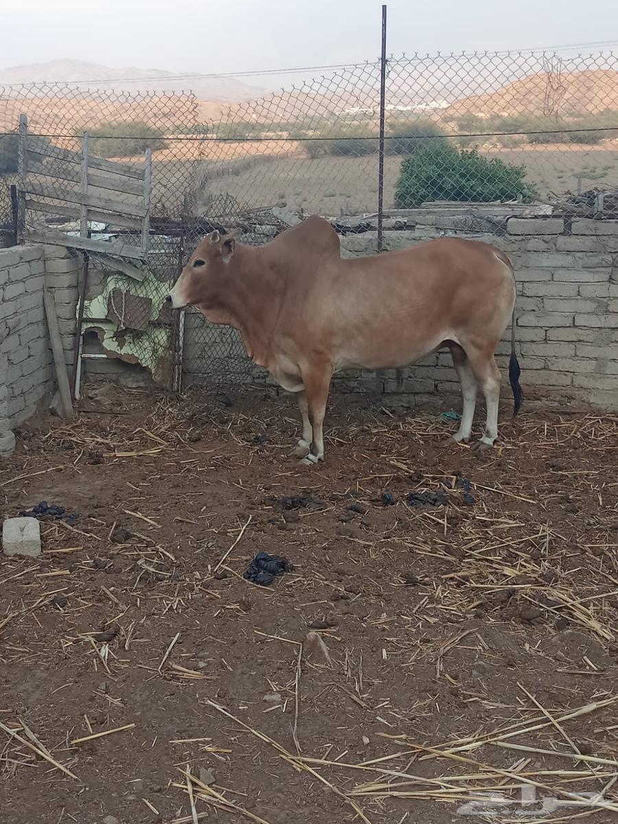 A type of conditional bull free from all defects, four years old63155281322114111