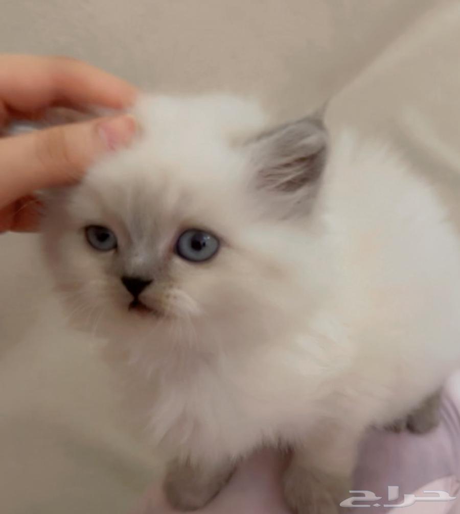 Himalayan cat for sale63154369623298112