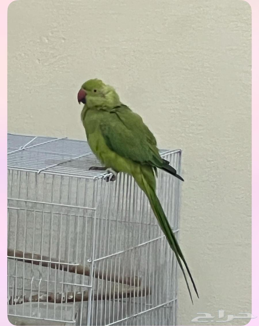 Parrot631529638282271117