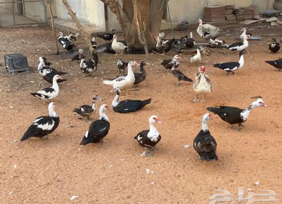 ارحبوا.. فروخ بط مسكوفي وبط كبار مسكوفي وبري للبيع بالخرج63153425597955113