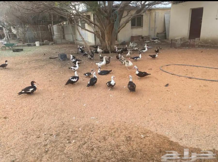 ارحبوا.. فروخ بط مسكوفي وبط كبار مسكوفي وبري للبيع بالخرج63153425597955114