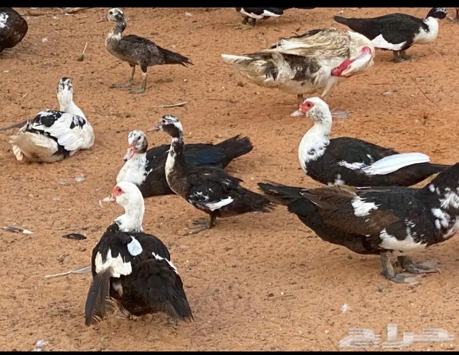 ارحبوا.. فروخ بط مسكوفي وبط كبار مسكوفي وبري للبيع بالخرج63153425597955112