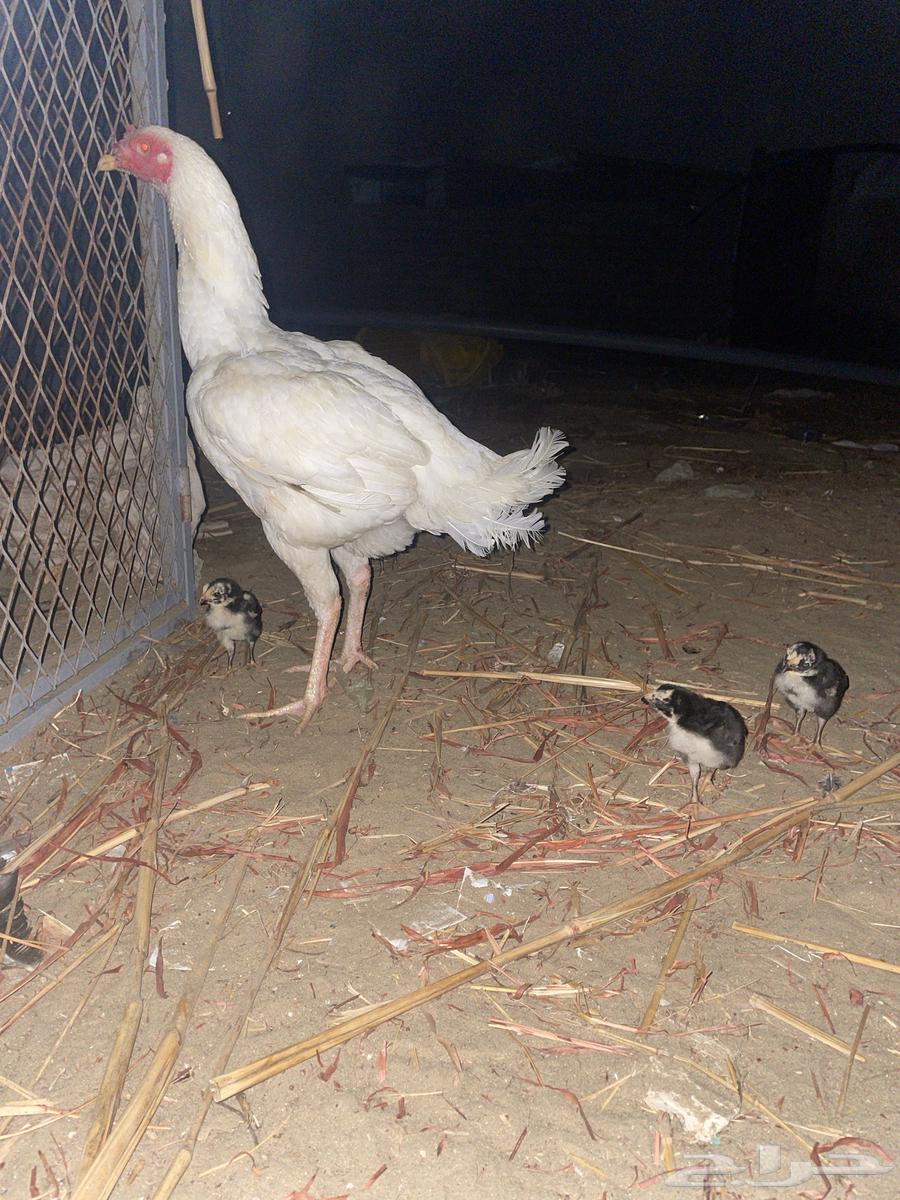 A pure Sindhi chicken with six chicks under it63154358280449119