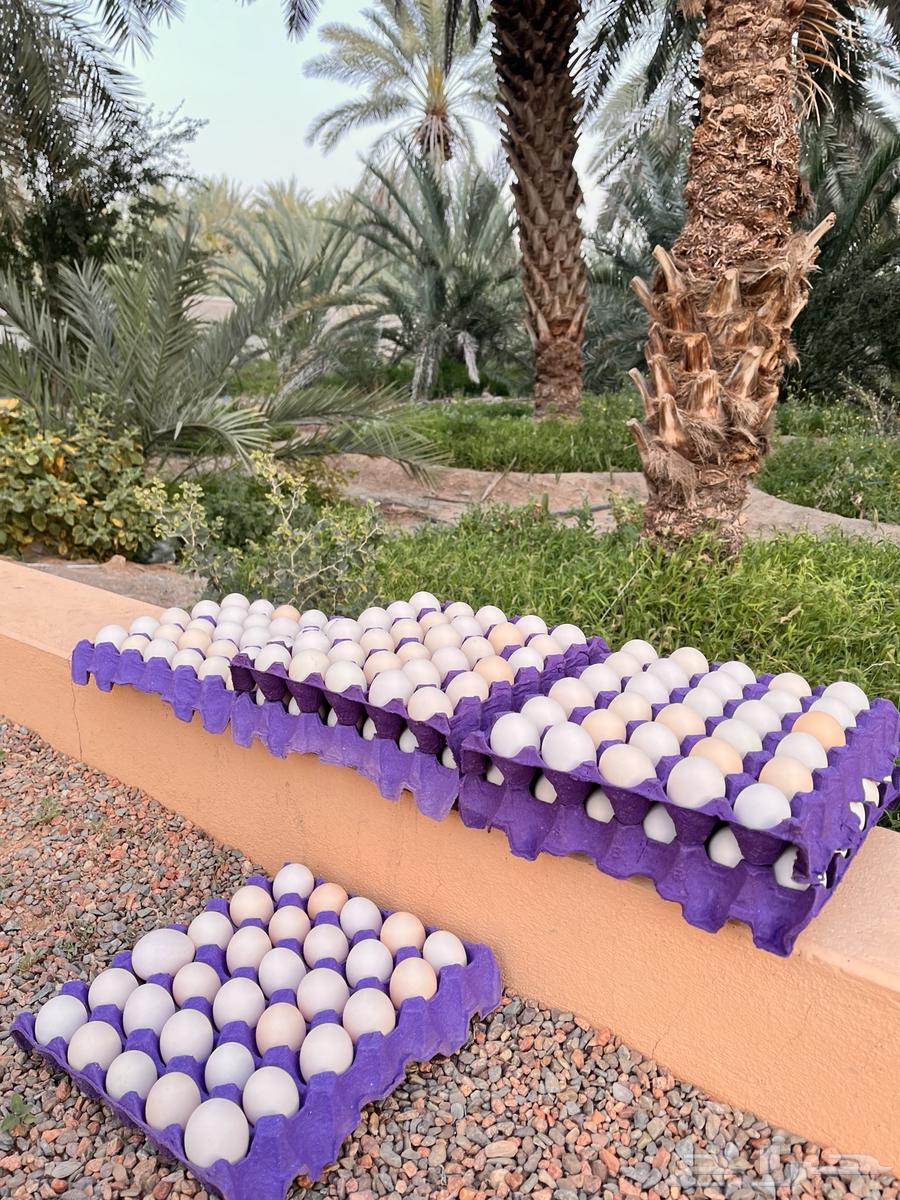 Fresh local eggs63153430008323113