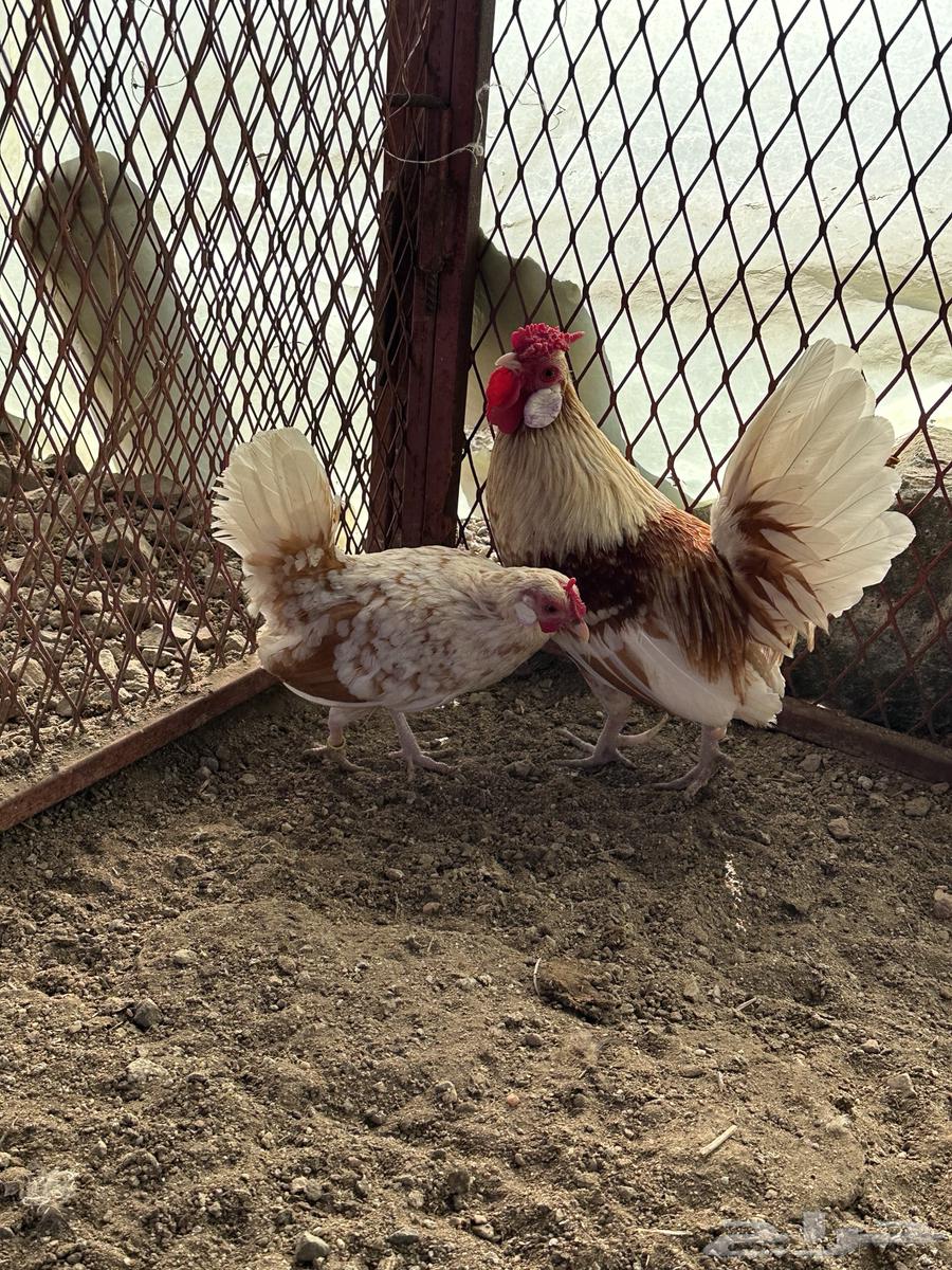 Rooster chicken63152990686977113