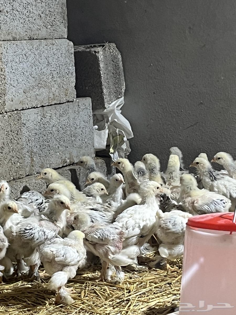 Brahma Columbian chicks (sold)63168247820033111