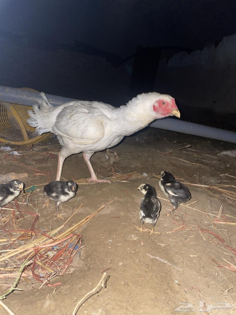A pure Sindhi chicken with six chicks under it63154358280449114