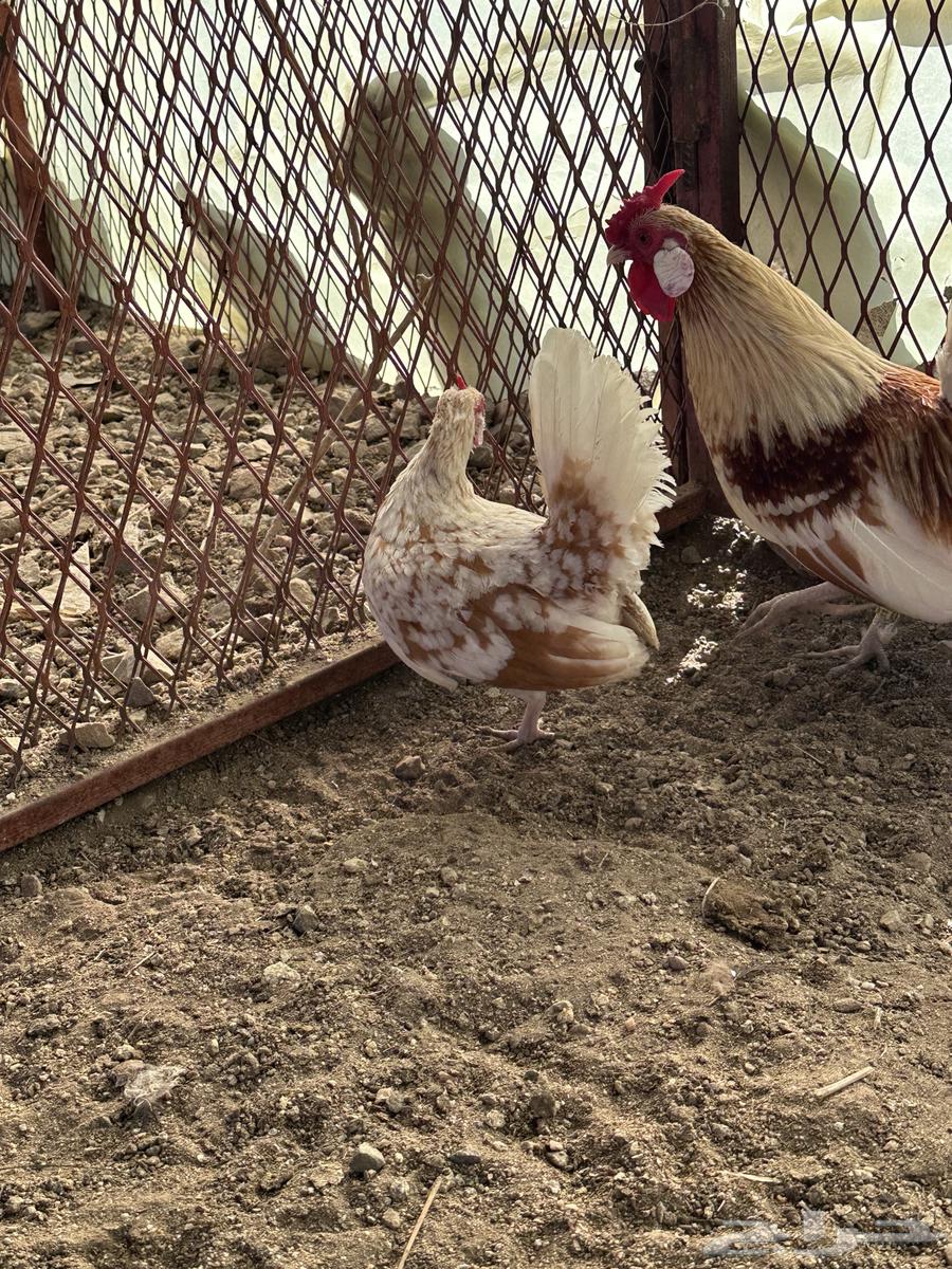 Rooster chicken63152990686977111
