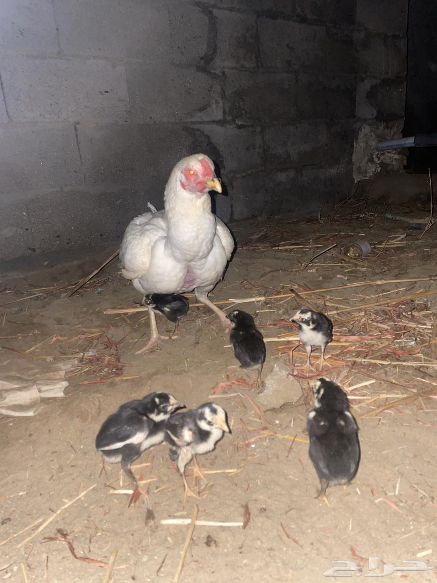 A pure Sindhi chicken with six chicks under it63154358280449113