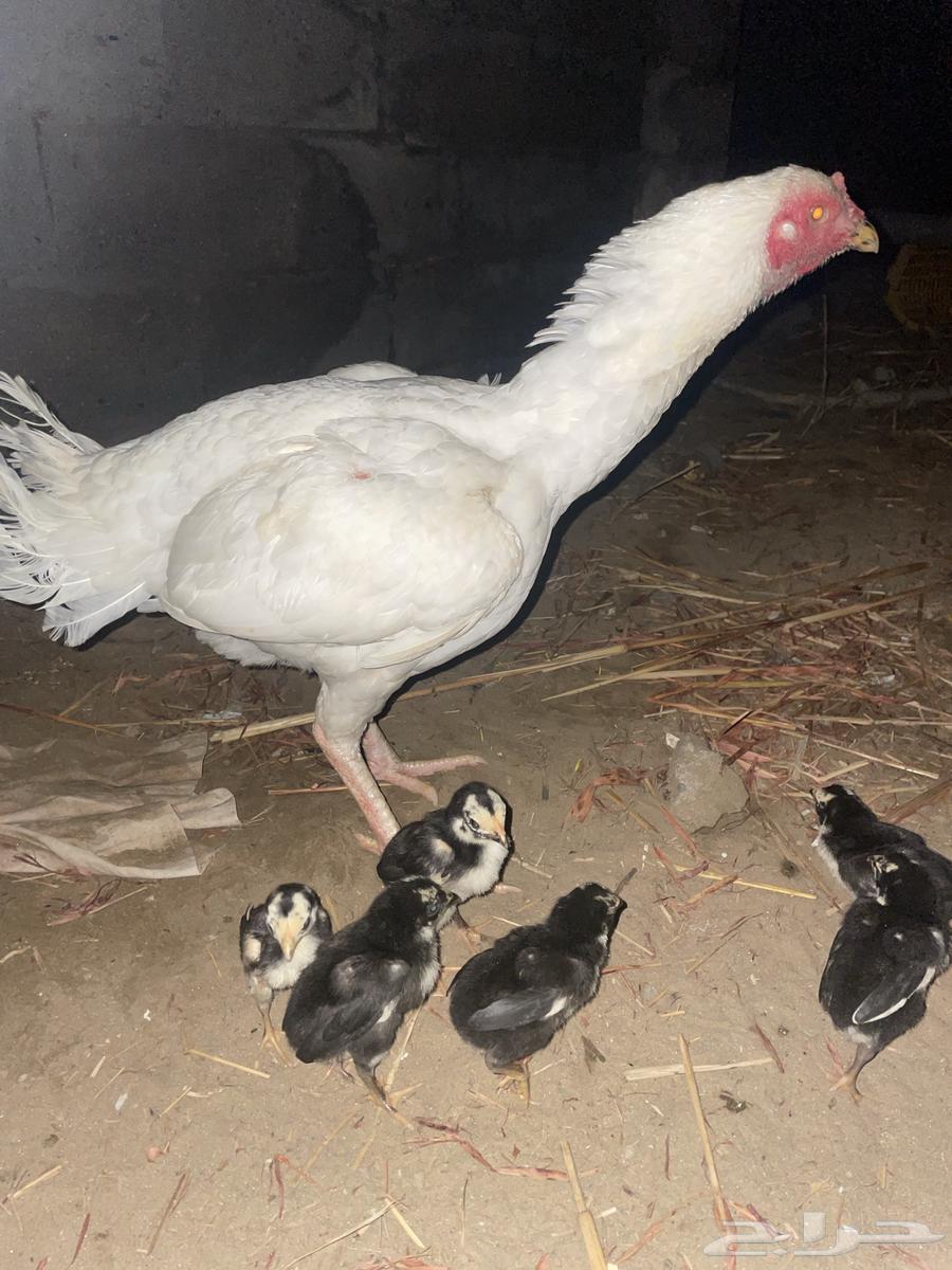 A pure Sindhi chicken with six chicks under it63154358280449111