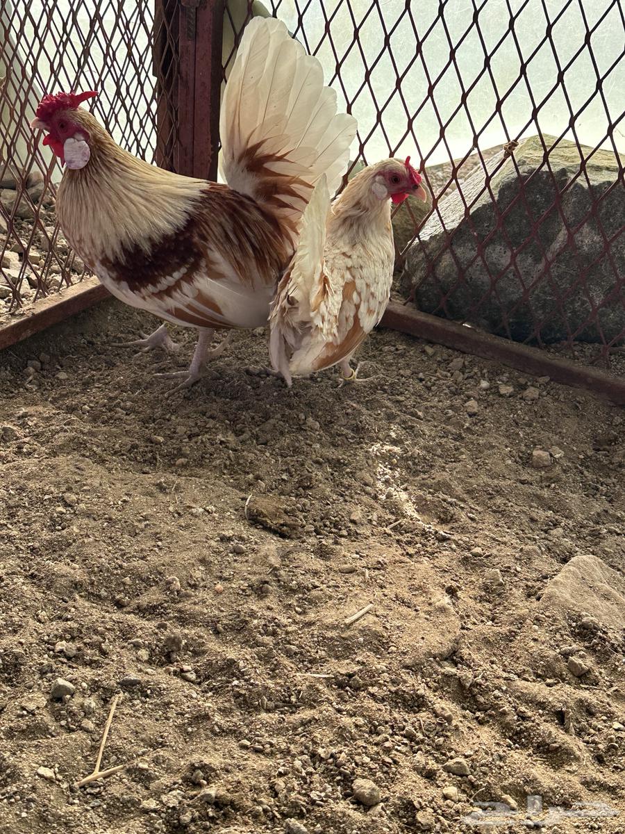 Rooster chicken63152990686977112