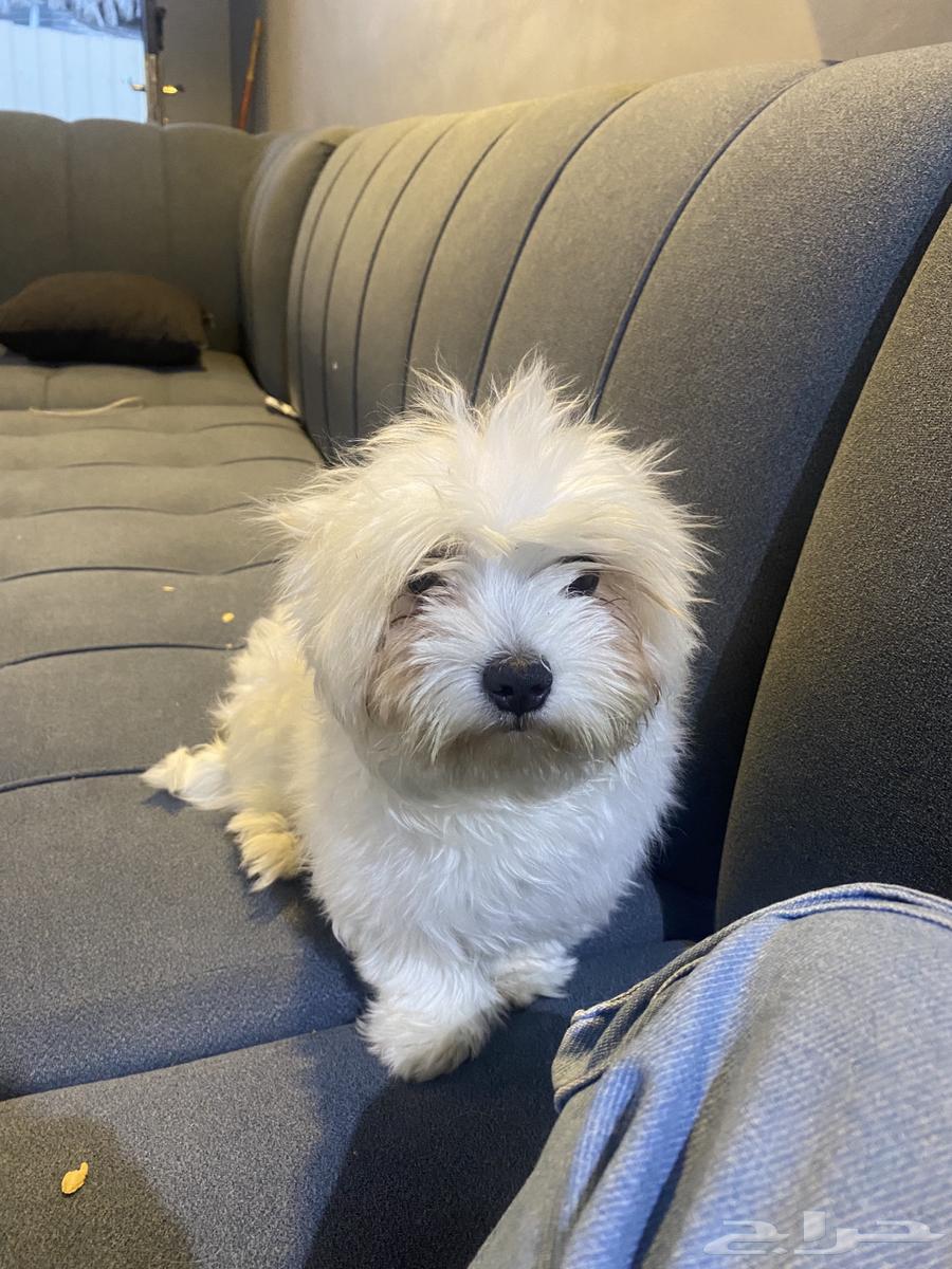 A small Maltese dog631534258602271121