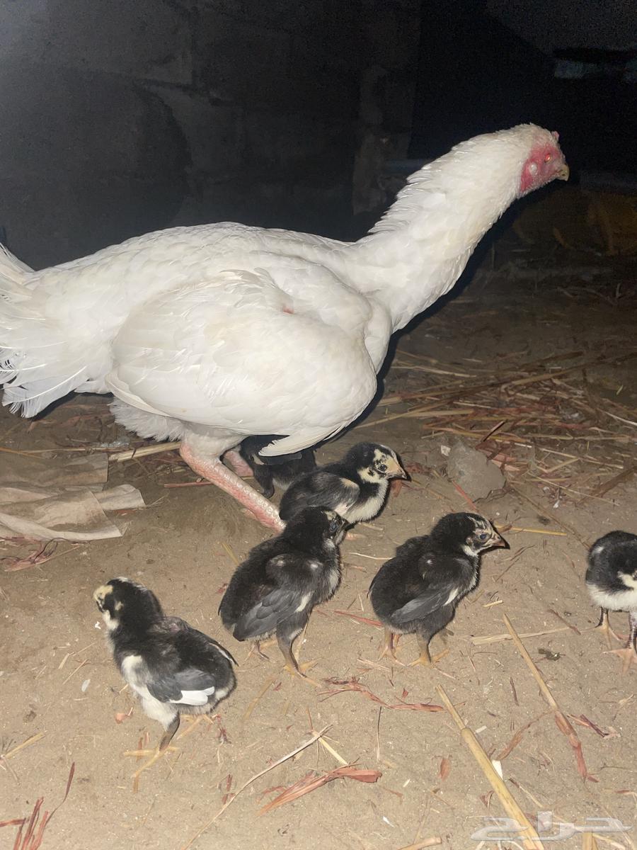 A pure Sindhi chicken with six chicks under it63154358280449112