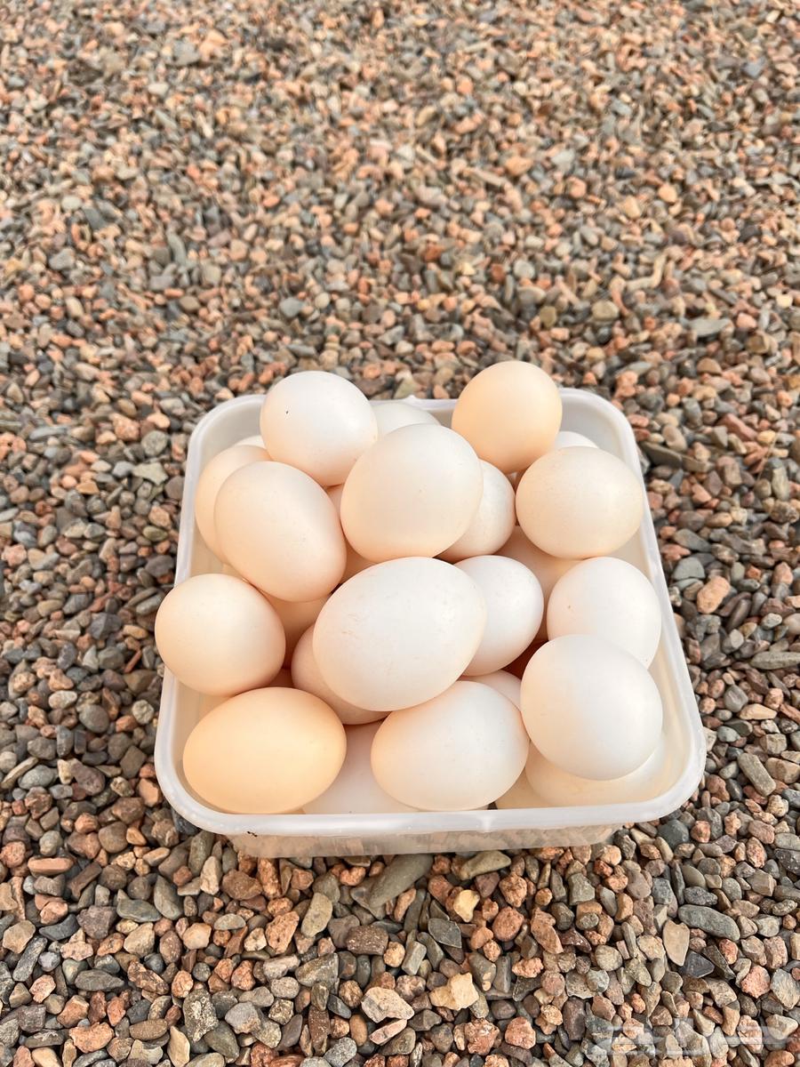 Fresh local eggs63153430008323111