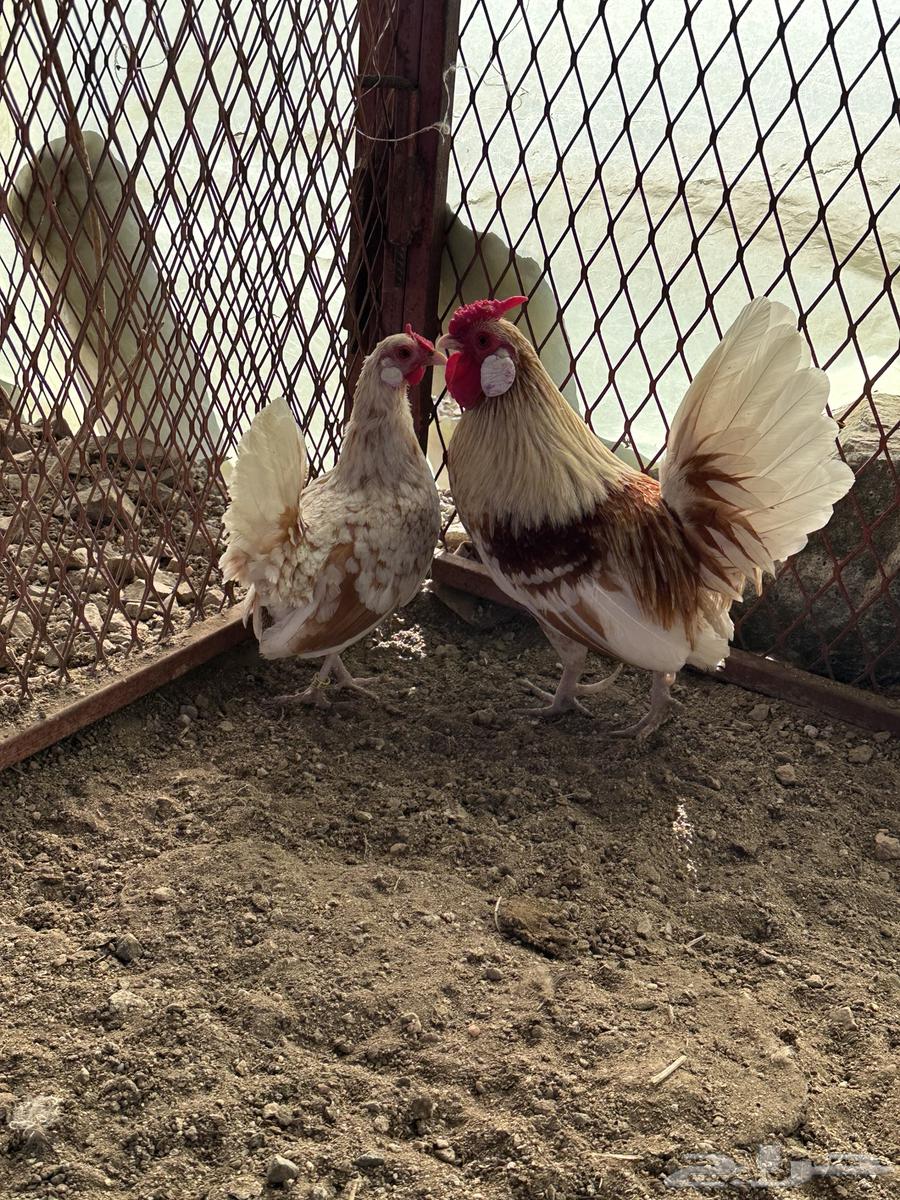 Rooster chicken63152990686977114
