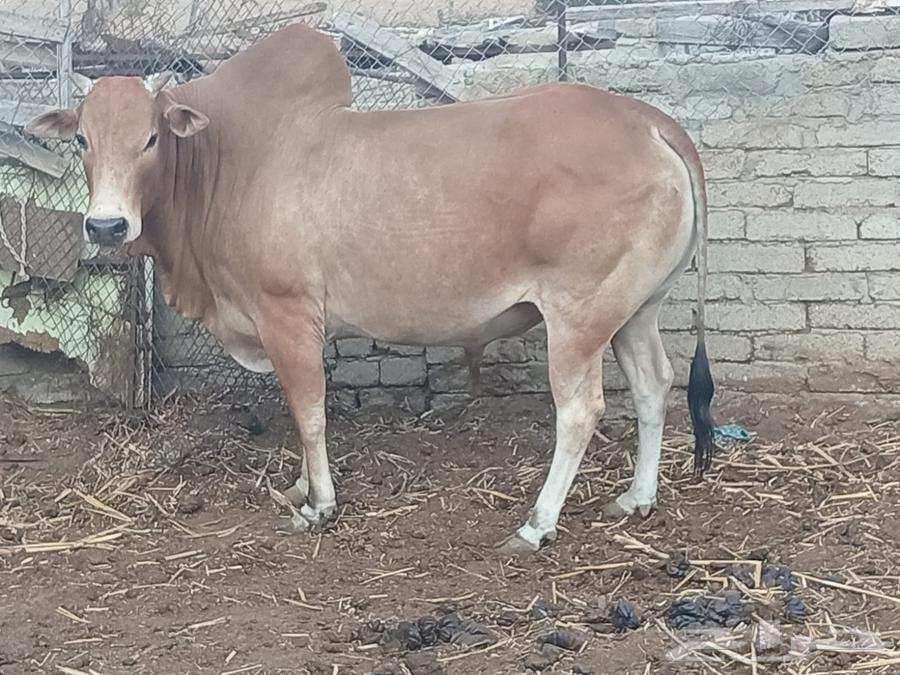 A type of conditional bull free from all defects, four years old63155281322114118