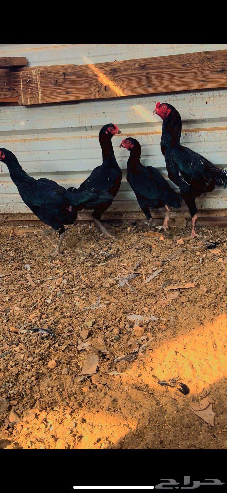 Pakistani eggs and shampoo63157658740739111