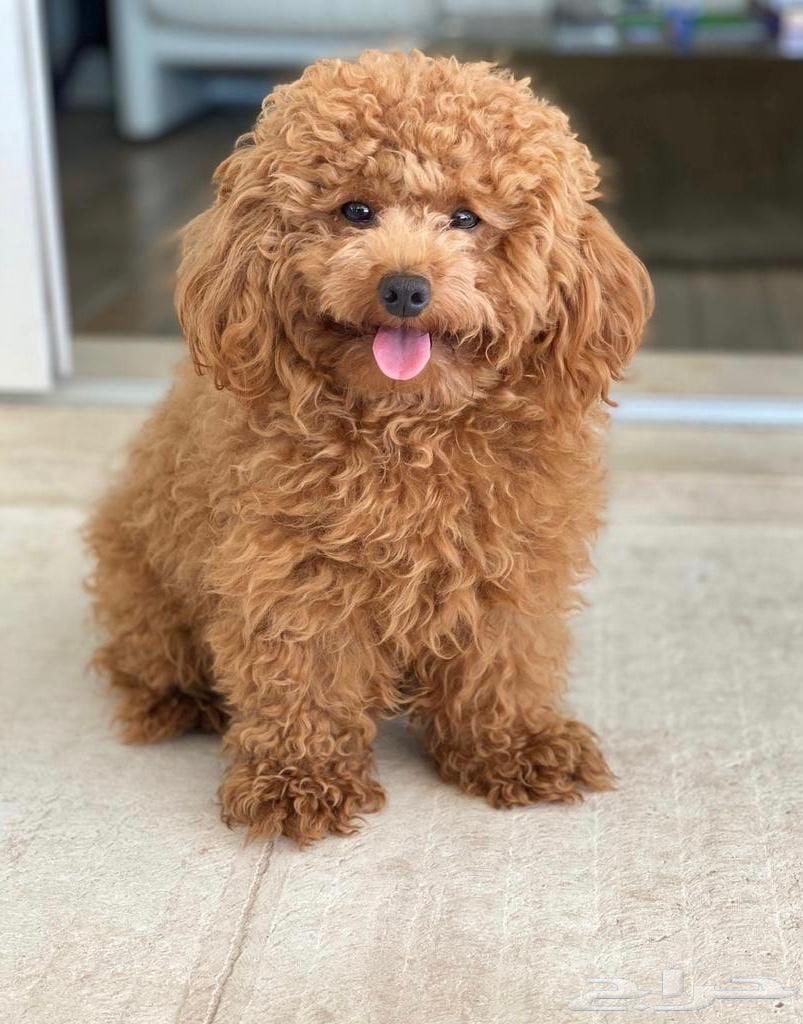 Toy poodle dog63152986483457112