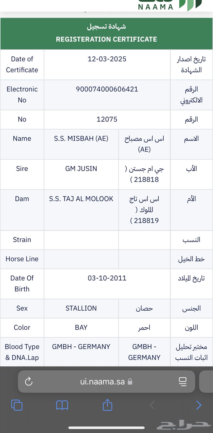 خيل عربي اصيل- بشهادة امارتية63229879402499113