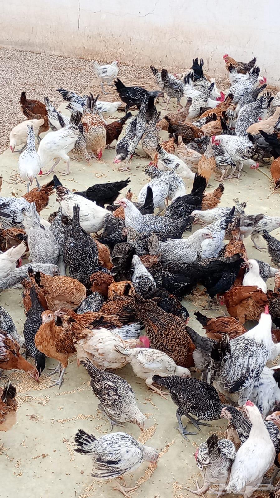 Local chicken63167803436801111