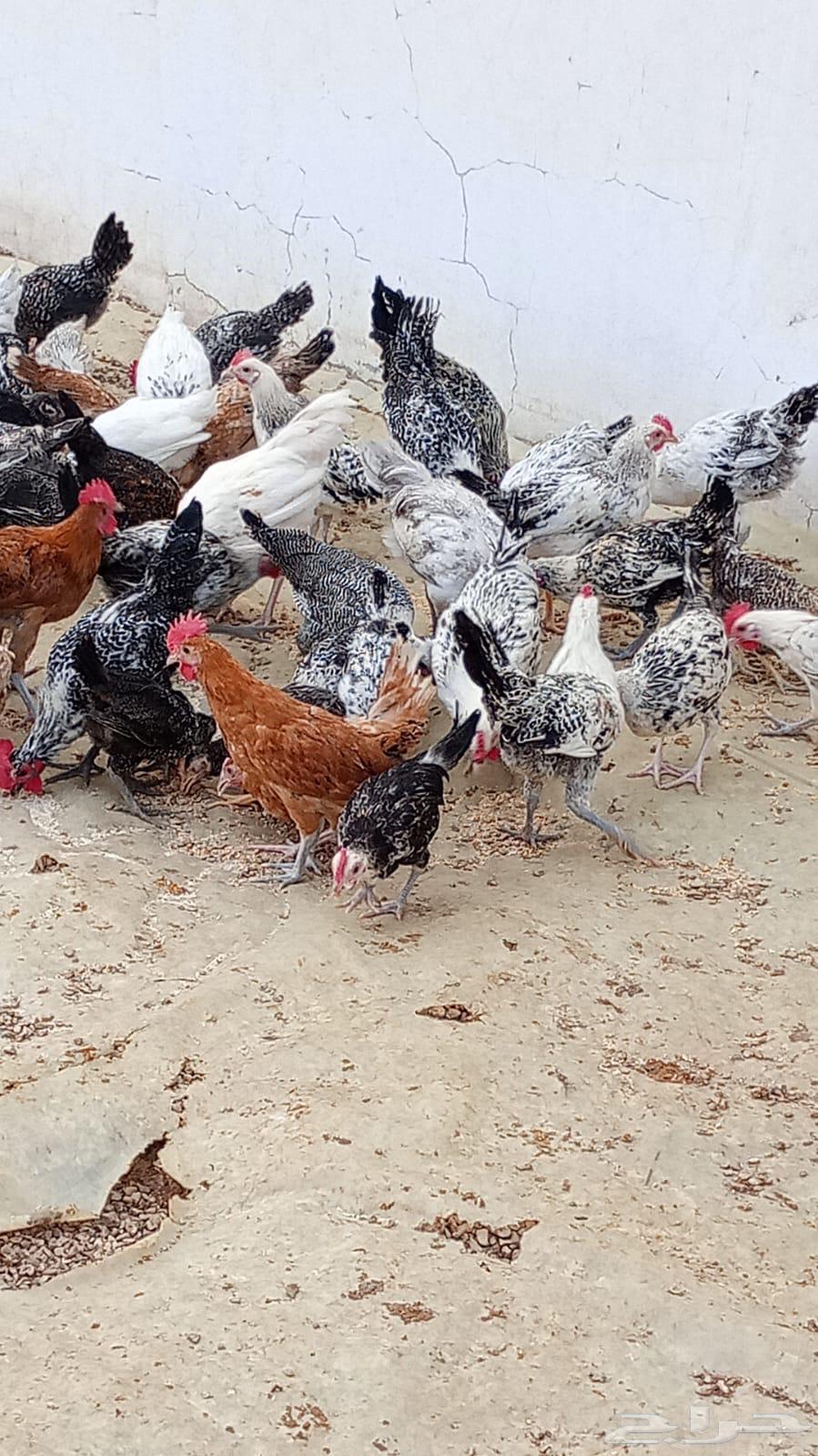 Local chicken63167803436801113