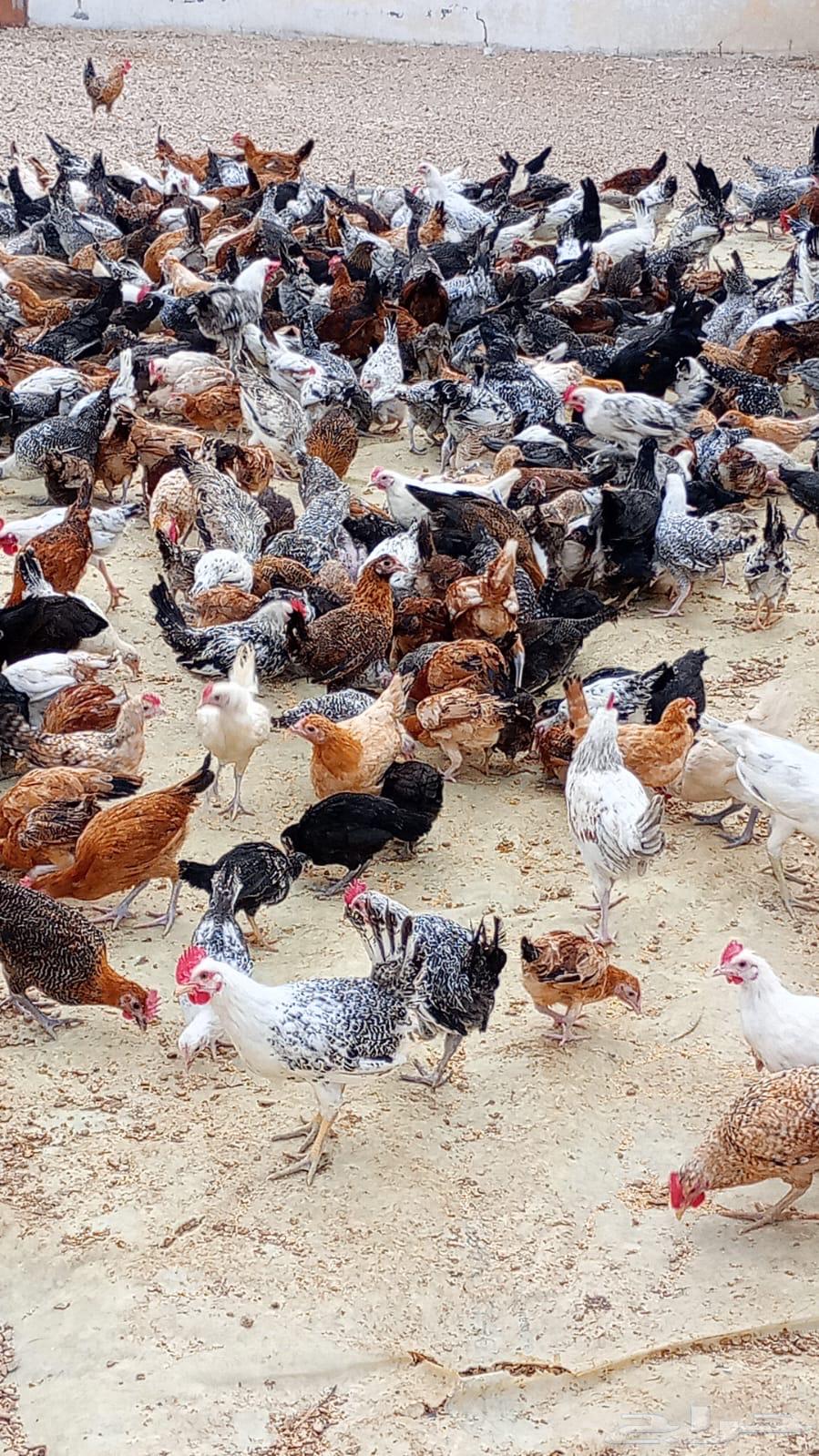 Local chicken63167803436801112