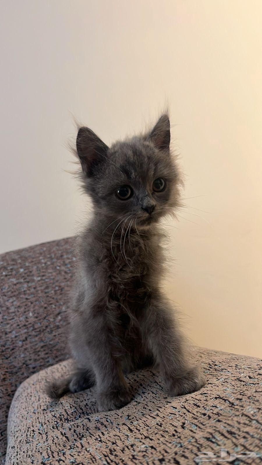 Cats63155758384641114