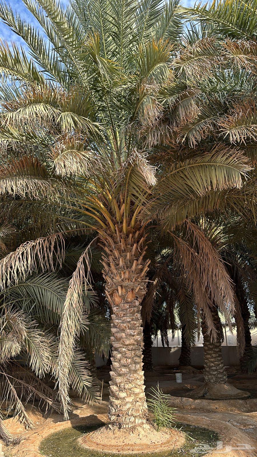 Good quality Saqee dates63152505417987112