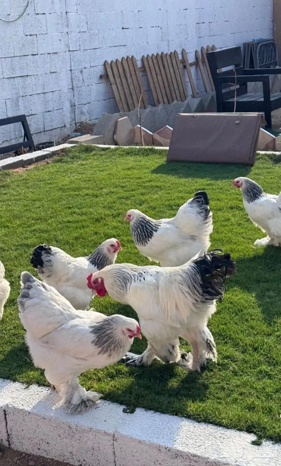 Brahma Columbian chicks (sold)63168247820033112