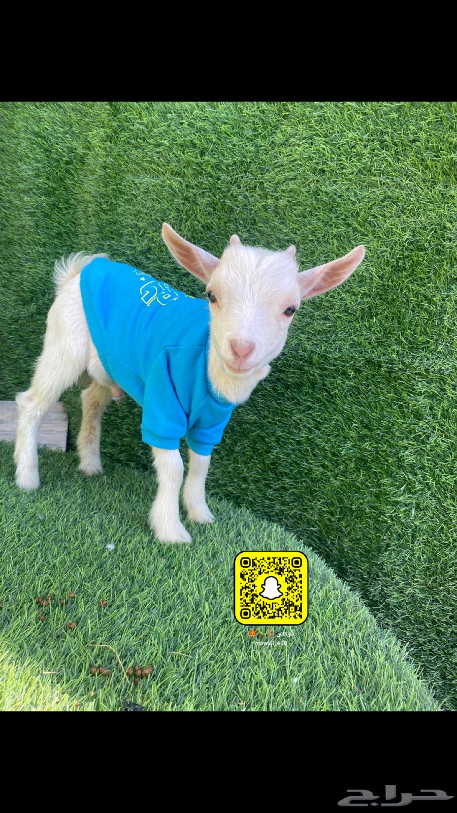 Dwarf goat blue eyes offers63152043575554114