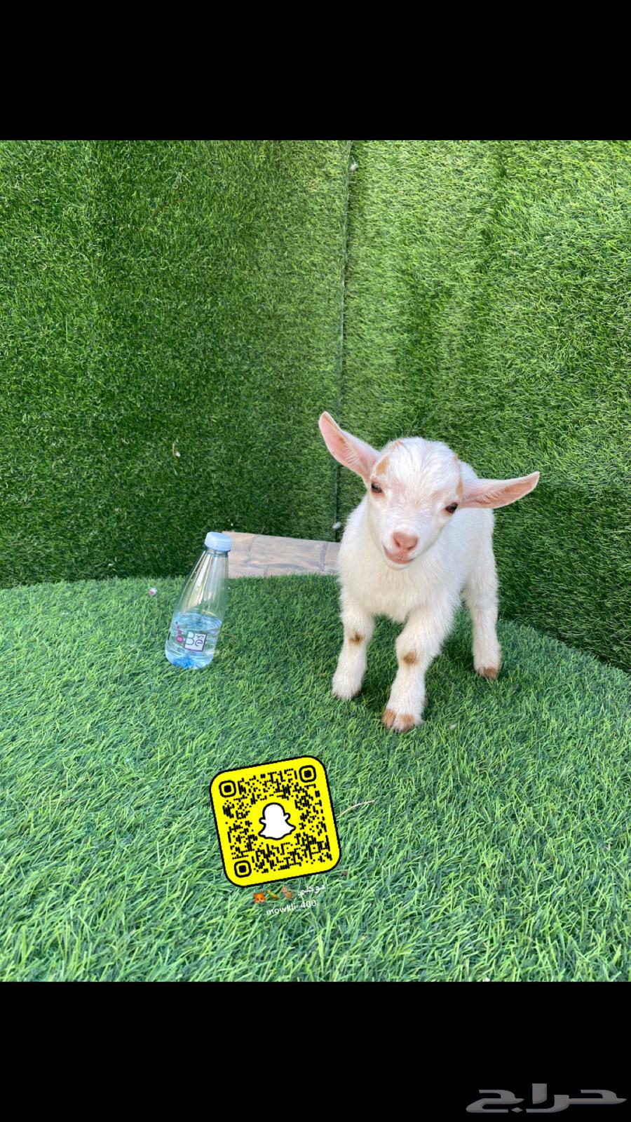 Dwarf goat blue eyes offers63152043575554113