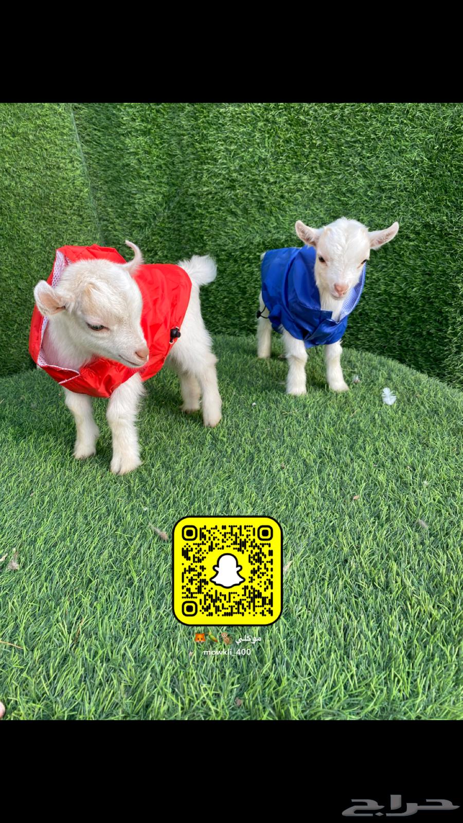 Dwarf goat blue eyes offers63152043575554112
