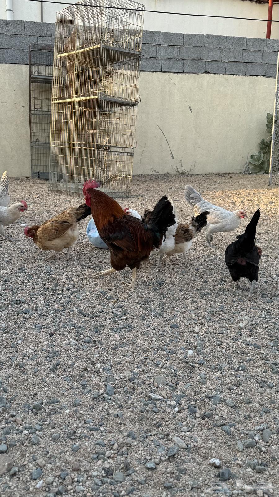 Clean white mixed chicken, condition required63499673669633114