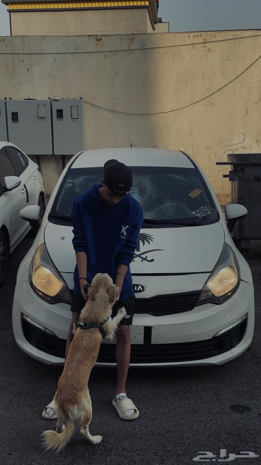 Golden dog for sale63167775401858112