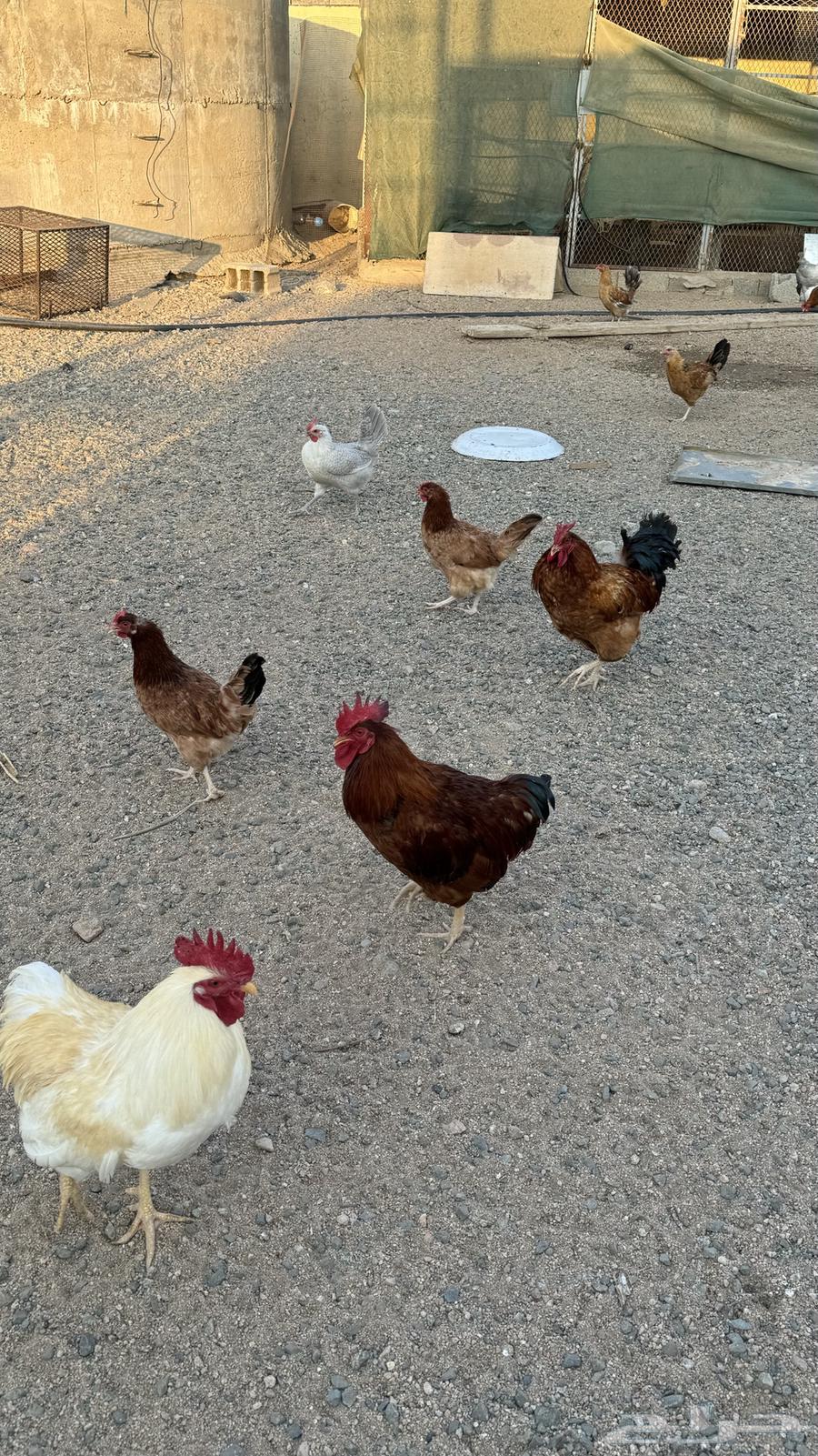 Clean white mixed chicken, condition required63499673669633111