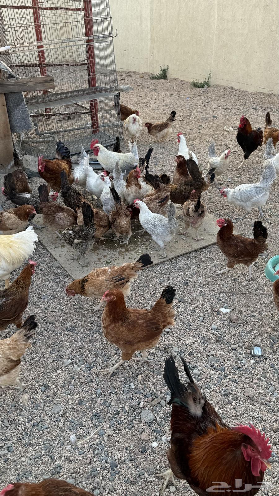 Clean white mixed chicken, condition required63499673669633112