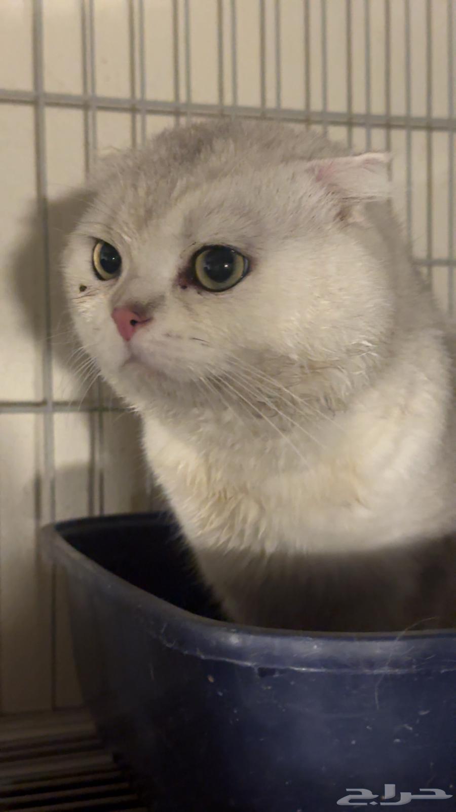For mating Scottish Fold Silver63500308032385112