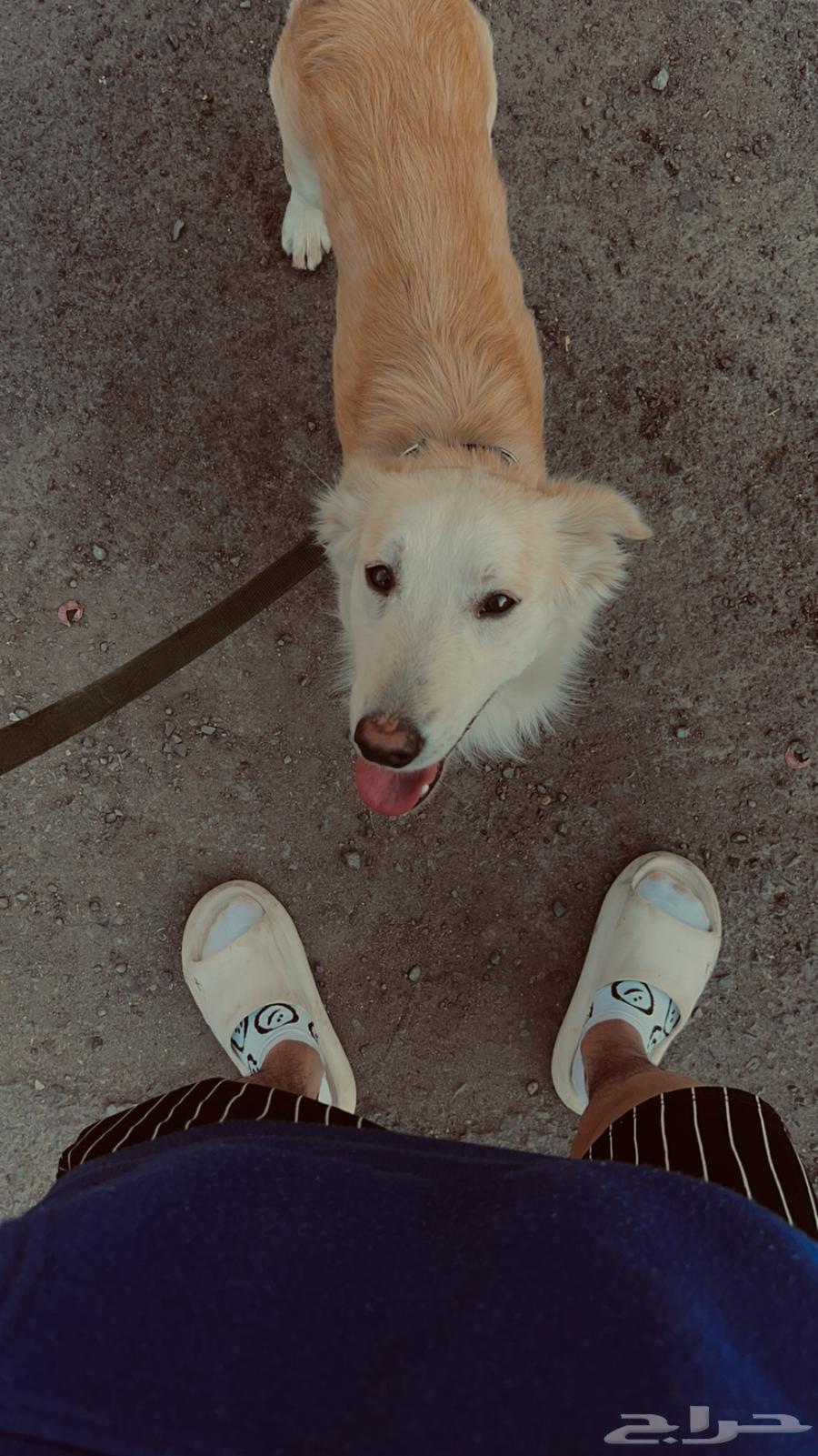 Golden dog for sale63167775401858114