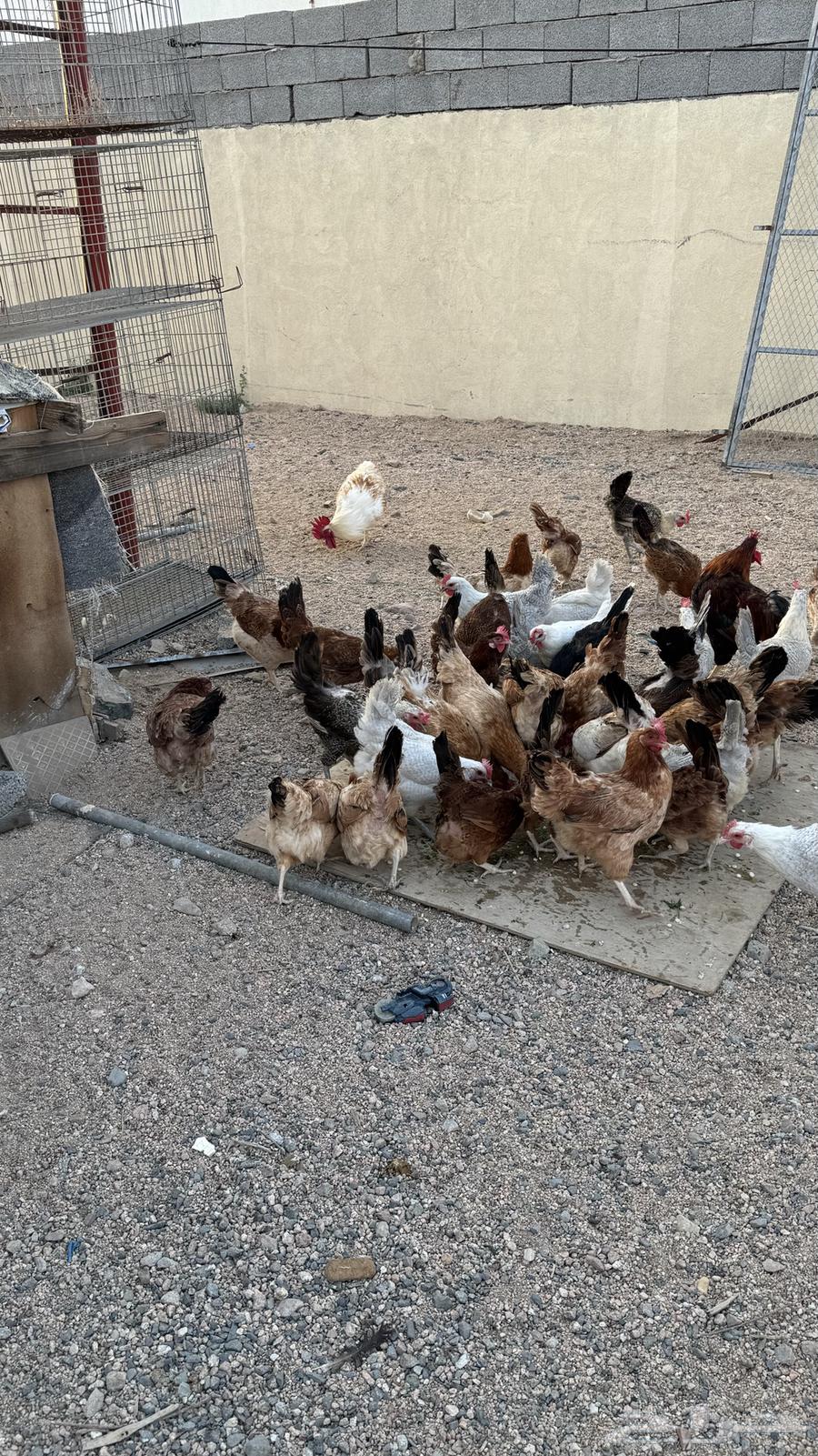 Clean white mixed chicken, condition required63499673669633113